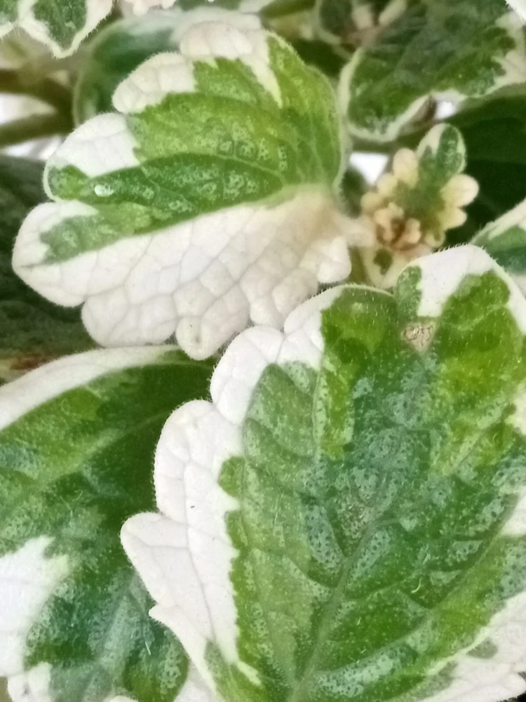 Variegated Swedish Ivy Live Plant - Plectranthus Coleoides - Rooted Starter - Image 5