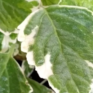 Variegated Swedish Ivy Live Plant - Plectranthus Coleoides - Rooted Starter - Image 6