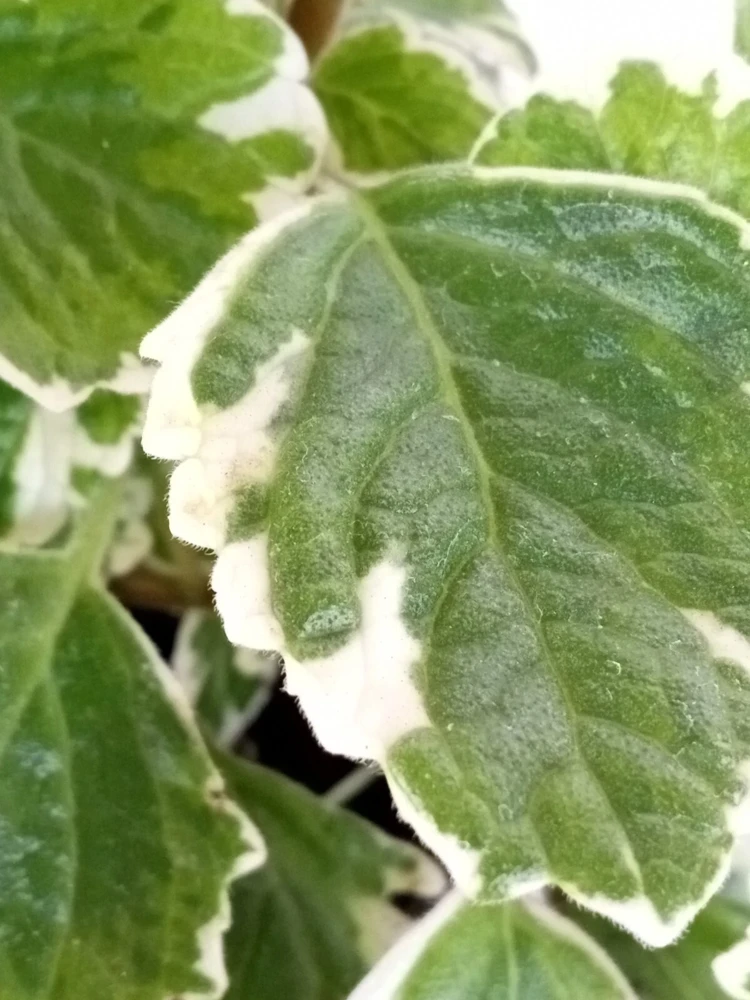 Variegated Swedish Ivy Live Plant - Plectranthus Coleoides - Rooted Starter - Image 6