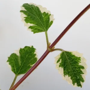 Variegated Swedish Ivy Live Plant - Plectranthus Coleoides - Rooted Starter - Image 7