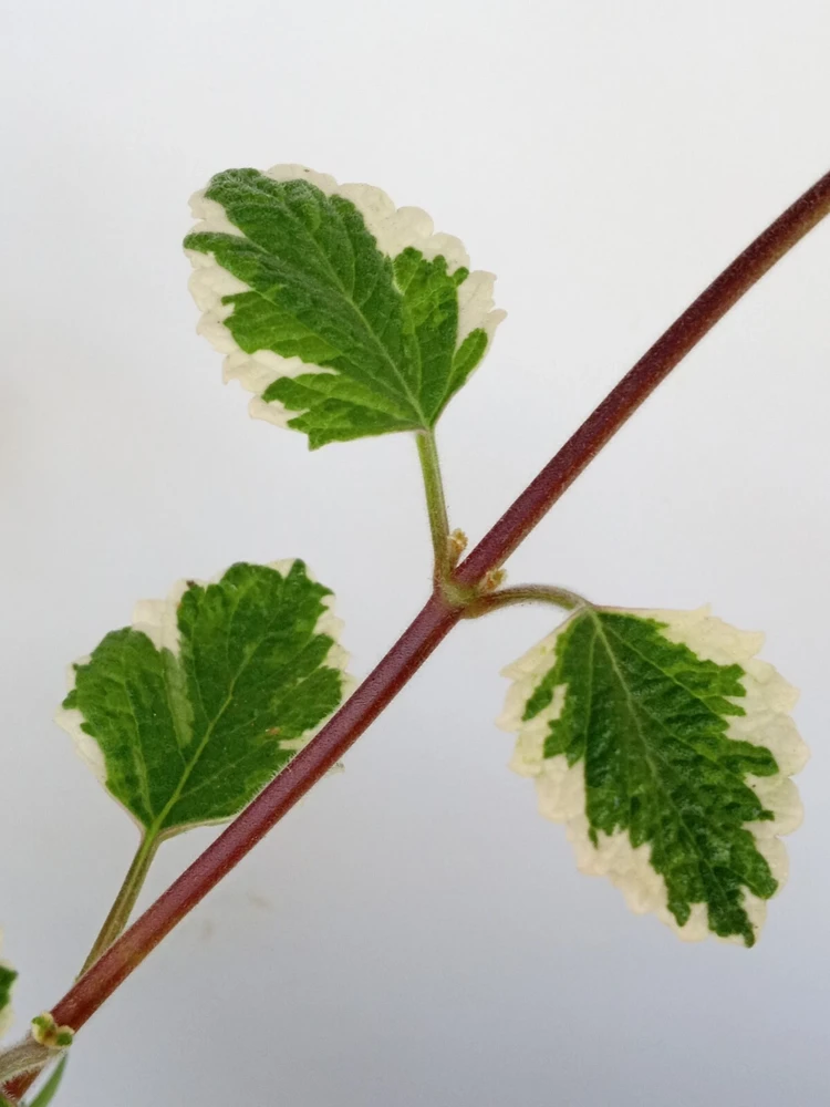 Variegated Swedish Ivy Live Plant - Plectranthus Coleoides - Rooted Starter - Image 7