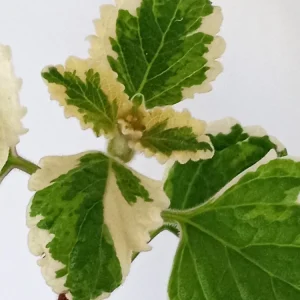 Variegated Swedish Ivy Live Plant - Plectranthus Coleoides - Rooted Starter - Image 8