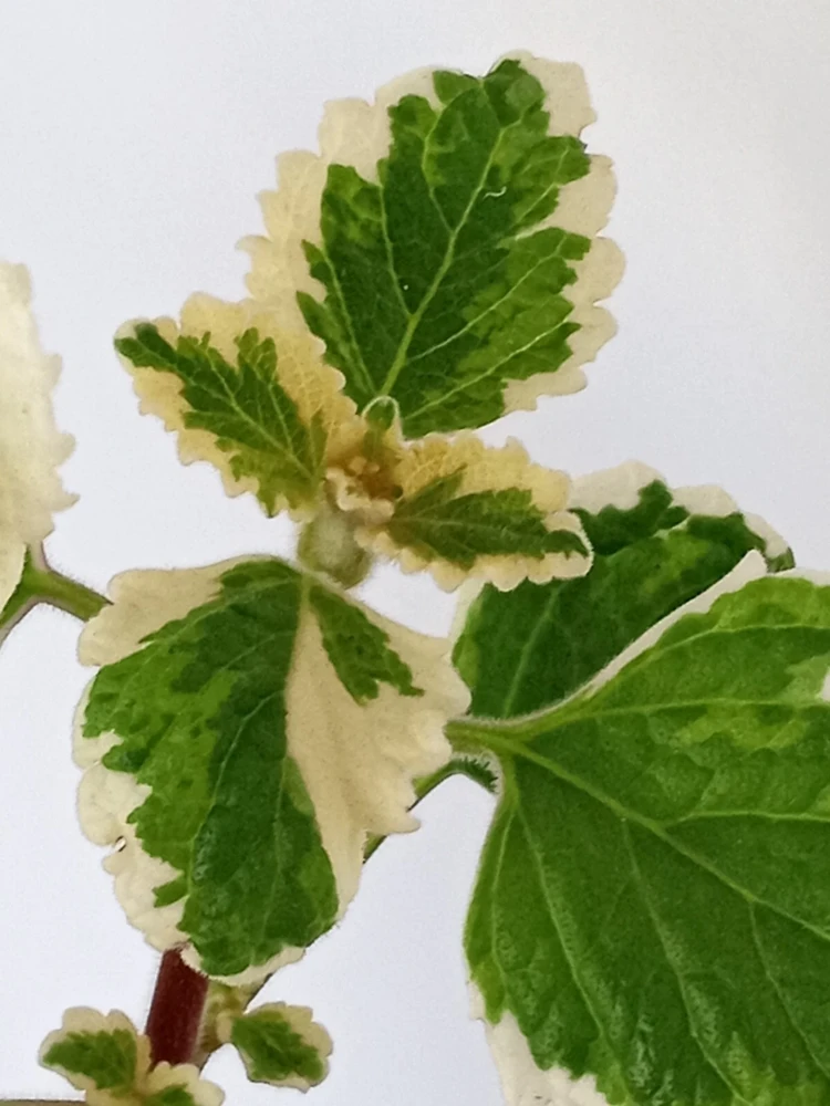 Variegated Swedish Ivy Live Plant - Plectranthus Coleoides - Rooted Starter - Image 8