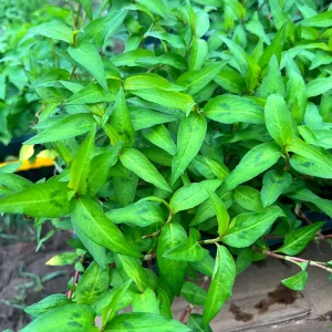 Vietnamese Coriander Live Plant - 2.5 inch Pot - Edible Herb - Image 1