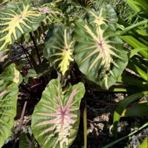 Waikiki Colocasia Live Plant - Tropical Foliage Starter - 3-6