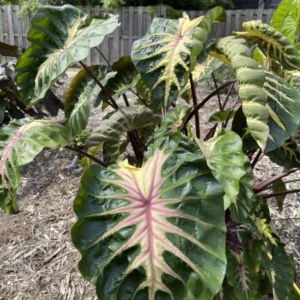 Waikiki Colocasia Live Plant - Tropical Foliage Starter - 3-6