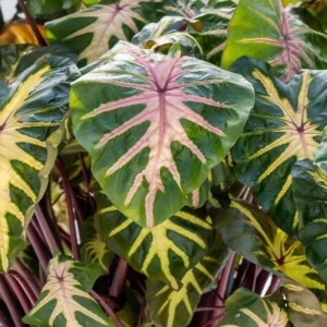 Waikiki Colocasia Live Plant - Tropical Foliage Starter - 3-6