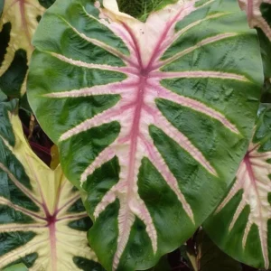 Waikiki Colocasia Live Plant - Tropical Foliage Starter - 3-6