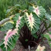 Waikiki Colocasia Live Plant - Tropical Foliage Starter - 3-6" Tall - Image 1