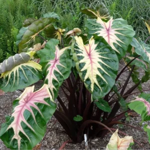 Waikiki Colocasia Live Plant - Tropical Foliage Starter - 3-6