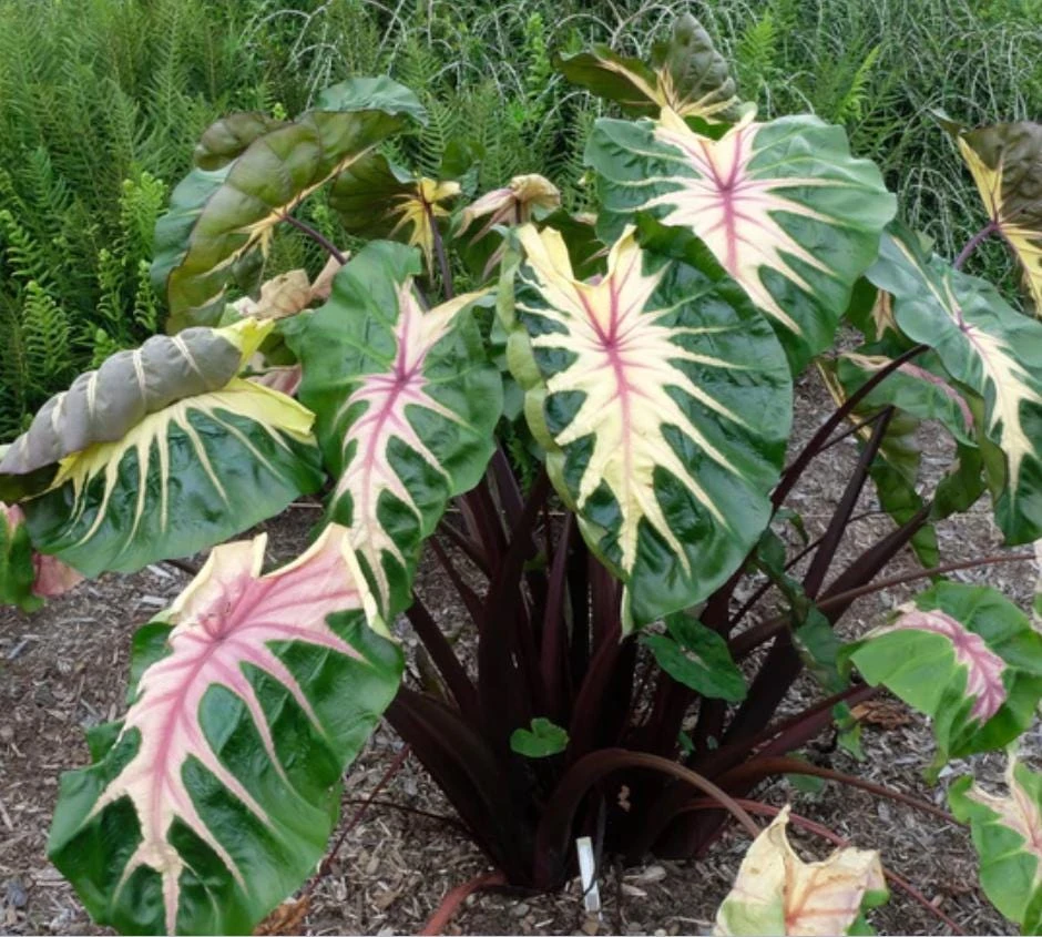 Waikiki Colocasia Live Plant - Tropical Foliage Starter - 3-6" Tall - Image 1