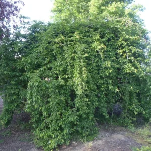 Weeping Yoshino Cherry - (1) Tree - 2.5