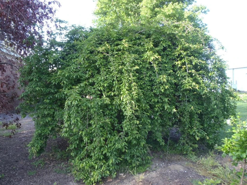 Weeping Yoshino Cherry - (1) Tree - 2.5" Pot - 6 - 10" Tall - Image 2
