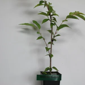 Weeping Yoshino Cherry - (1) Tree - 2.5