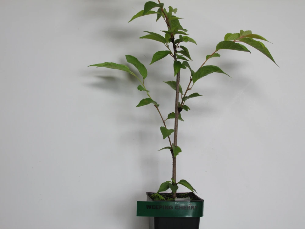 Weeping Yoshino Cherry - (1) Tree - 2.5" Pot - 6 - 10" Tall - Image 3