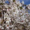 Weeping Yoshino Cherry - (1) Tree - 2.5" Pot - 6 - 10" Tall - Image 1