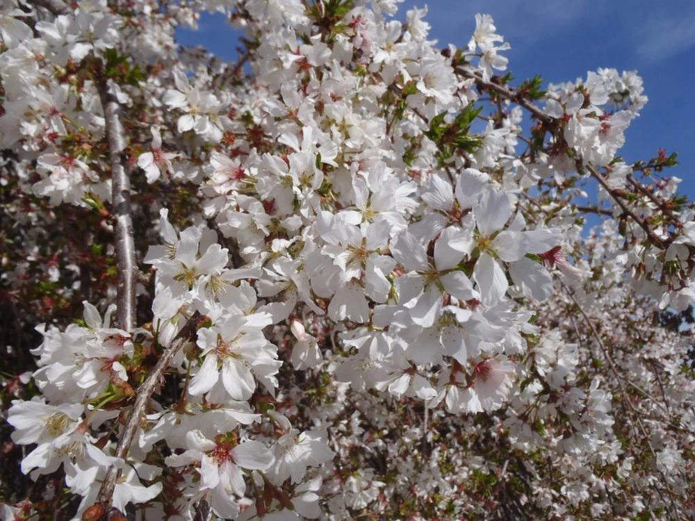 Weeping Yoshino Cherry - (1) Tree - 2.5" Pot - 6 - 10" Tall - Image 1