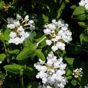 White Lantana Live Plant – Trailing Blooms – 4 inch Pot – Outdoor Flowering Shrub - Image 2