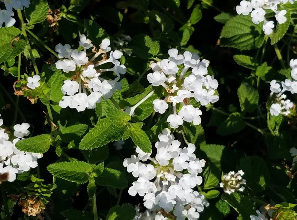 White Lantana Live Plant – Trailing Blooms – 4 inch Pot – Outdoor Flowering Shrub - Image 2