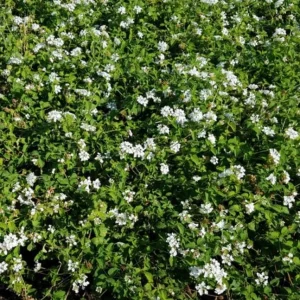 White Lantana Live Plant – Trailing Blooms – 4 inch Pot – Outdoor Flowering Shrub - Image 3