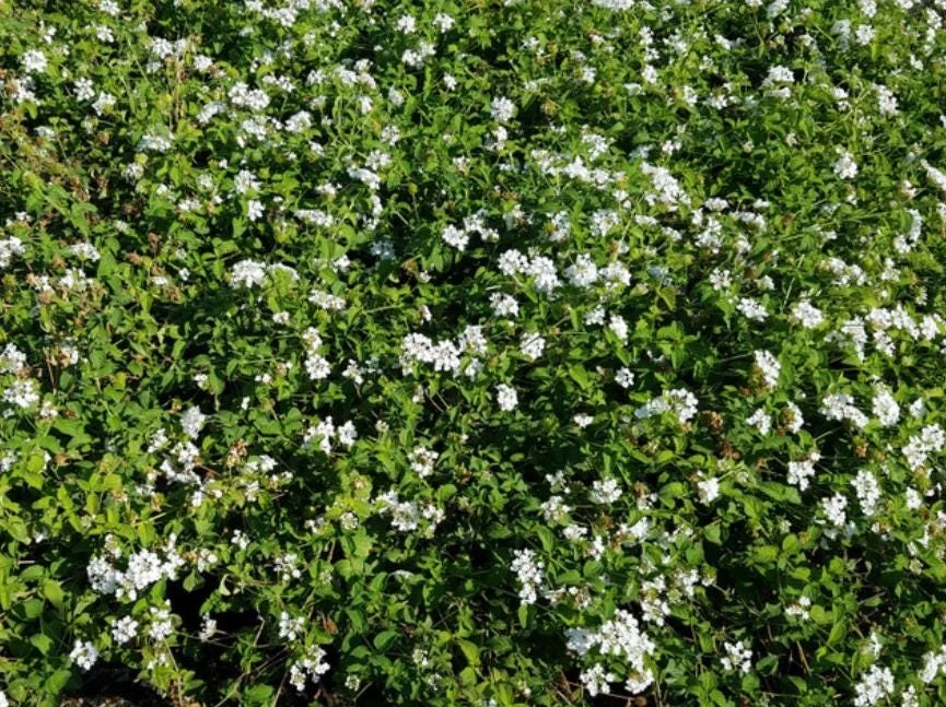 White Lantana Live Plant – Trailing Blooms – 4 inch Pot – Outdoor Flowering Shrub - Image 3
