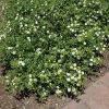 White Lantana Live Plant – Trailing Blooms – 4 inch Pot – Outdoor Flowering Shrub - Image 1