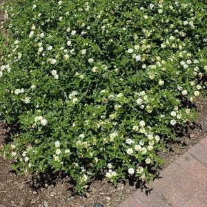 White Lantana Live Plant – Trailing Blooms – 4 inch Pot – Outdoor Flowering Shrub - Image 1