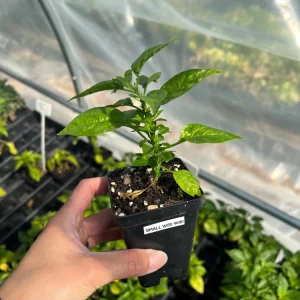 Wiri Wiri Chili Live Plant - Hot Cherry Pepper, 2.5 inch Pot, Vegetable - Image 1