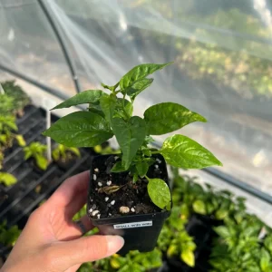 Wiri Wiri Chili Live Plant - Hot Cherry Pepper, 2.5 inch Pot, Vegetable - Image 2
