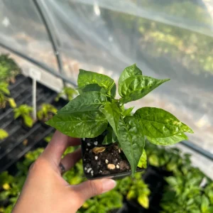 Wiri Wiri Chili Live Plant - Hot Cherry Pepper, 2.5 inch Pot, Vegetable - Image 3