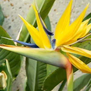 Yellow Gold Bird of Paradise Live Plant – Tropical Foliage – 3-6 Inch Starter - Image 2