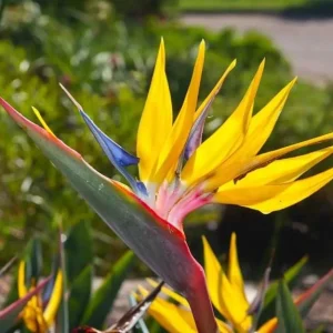 Yellow Gold Bird of Paradise Live Plant – Tropical Foliage – 3-6 Inch Starter - Image 3