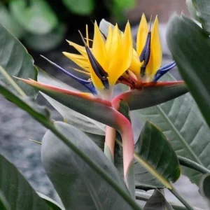 Yellow Gold Bird of Paradise Live Plant – Tropical Foliage – 3-6 Inch Starter - Image 4