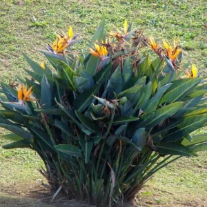 Yellow Gold Bird of Paradise Live Plant – Tropical Foliage – 3-6 Inch Starter - Image 5