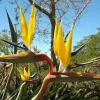 Yellow Gold Bird of Paradise Live Plant – Tropical Foliage – 3-6 Inch Starter - Image 1