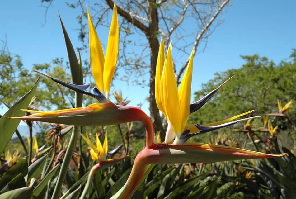 Yellow Gold Bird of Paradise Live Plant – Tropical Foliage – 3-6 Inch Starter - Image 1