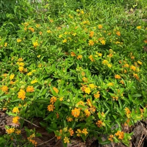 Yellow Lantana Live Plant – Trailing Blooms – 4