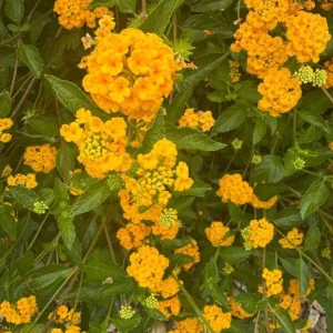 Yellow Lantana Live Plant – Trailing Blooms – 4