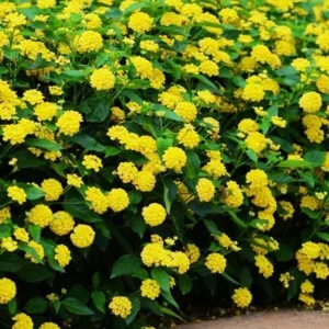 Yellow Lantana Live Plant – Trailing Blooms – 4