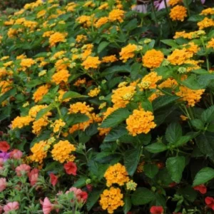Yellow Lantana Live Plant – Trailing Blooms – 4