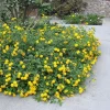 Yellow Lantana Live Plant – Trailing Blooms – 4" Pot – Outdoor Shrub - Image 1