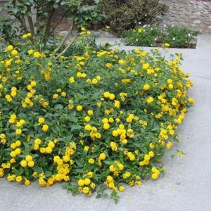 Yellow Lantana Live Plant – Trailing Blooms – 4