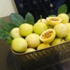 Yellow Passion Fruit Live Plant – Fast-Growing Vine – Tropical Edible Fruit – 3-6 in Starter - Image 1