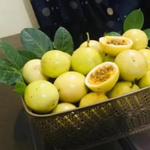 Yellow Passion Fruit Live Plant – Fast-Growing Vine – Tropical Edible Fruit – 3-6 in Starter - Image 1