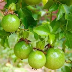 Yellow Passion Fruit Live Plant – Fast-Growing Vine – Tropical Edible Fruit – 3-6 in Starter - Image 4