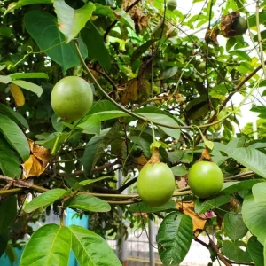 Yellow Passion Fruit Live Plant – Fast-Growing Vine – Tropical Edible Fruit – 3-6 in Starter - Image 5