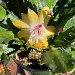 Yellow Thanksgiving Cactus Live Plant – Small – 3 Inch Pot – Indoor - Image 2