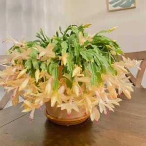 Yellow Thanksgiving Cactus Live Plant – Small – 3 Inch Pot – Indoor - Image 1