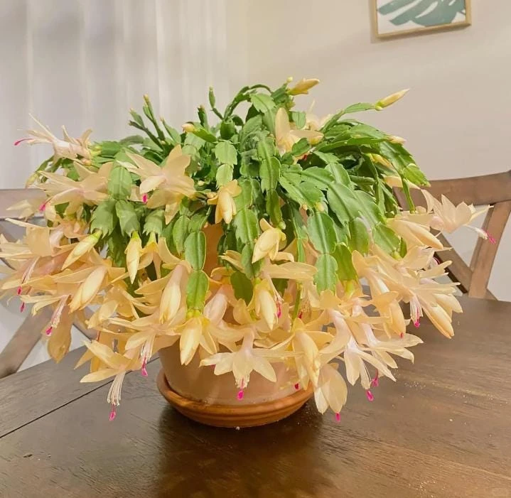 Yellow Thanksgiving Cactus Live Plant – Small – 3 Inch Pot – Indoor - Image 1