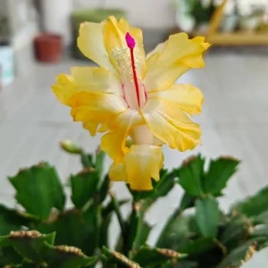 Yellow Thanksgiving Cactus Live Plant – Small – 3 Inch Pot – Indoor - Image 3
